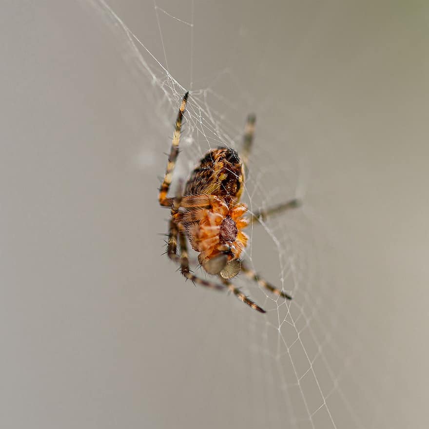 laba-laba, binatang, sarang laba-laba, makro, serangga, dekat