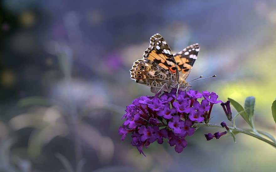 пеперуда, опрашване, лято люляк, цвете, насекомо, природа, едър план, многоцветни, лято, растение, макро