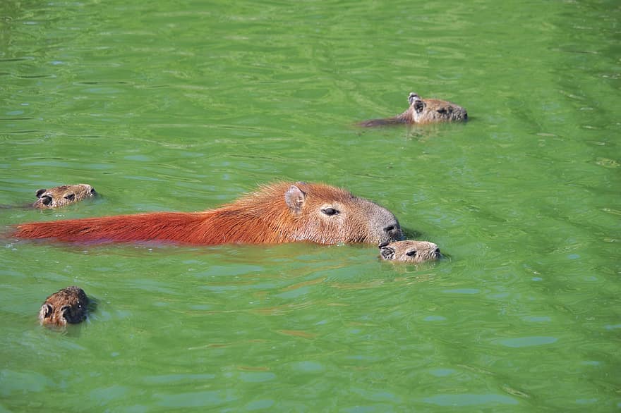 Capybara, Tiere, Teich, Wasser, Nagetiere, junge Tiere, Säugetiere, Tierwelt, Fauna, Natur, Zoo