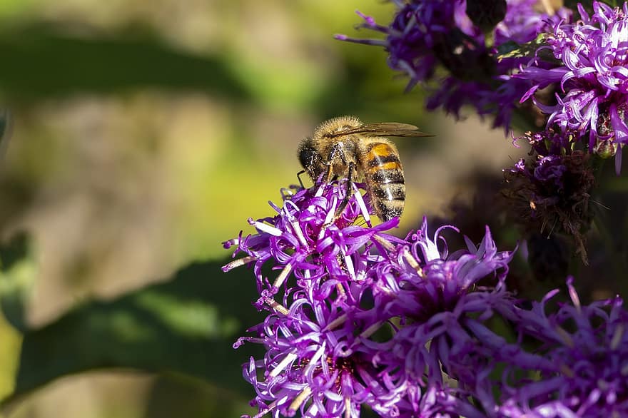 бджола, квіти, комаха, запилюють, запилення, суцвіття, крилате комаха, перетинчастокрилі, ентомологія, фіолетові квіти, фіолетові пелюстки