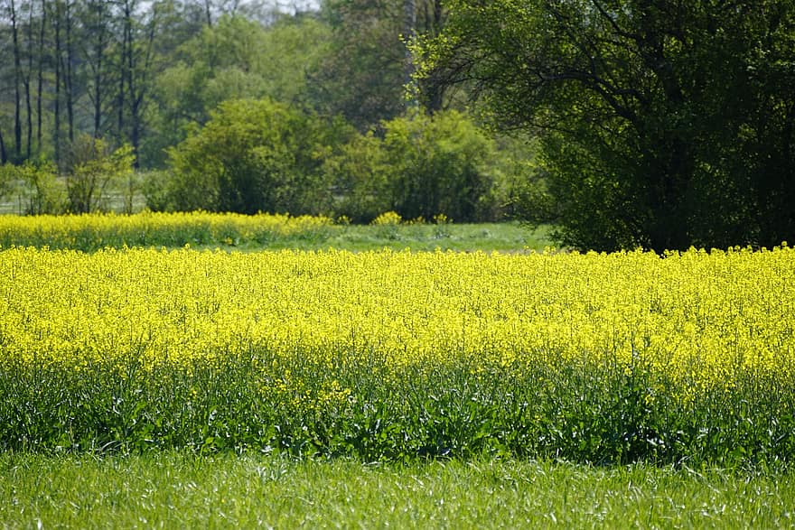 hạt cải dầu, Thiên nhiên, cánh đồng, ngoài trời, khăn ăn kèn đồng, colza, nông nghiệp, màu vàng, cảnh nông thôn, mùa hè, đồng cỏ