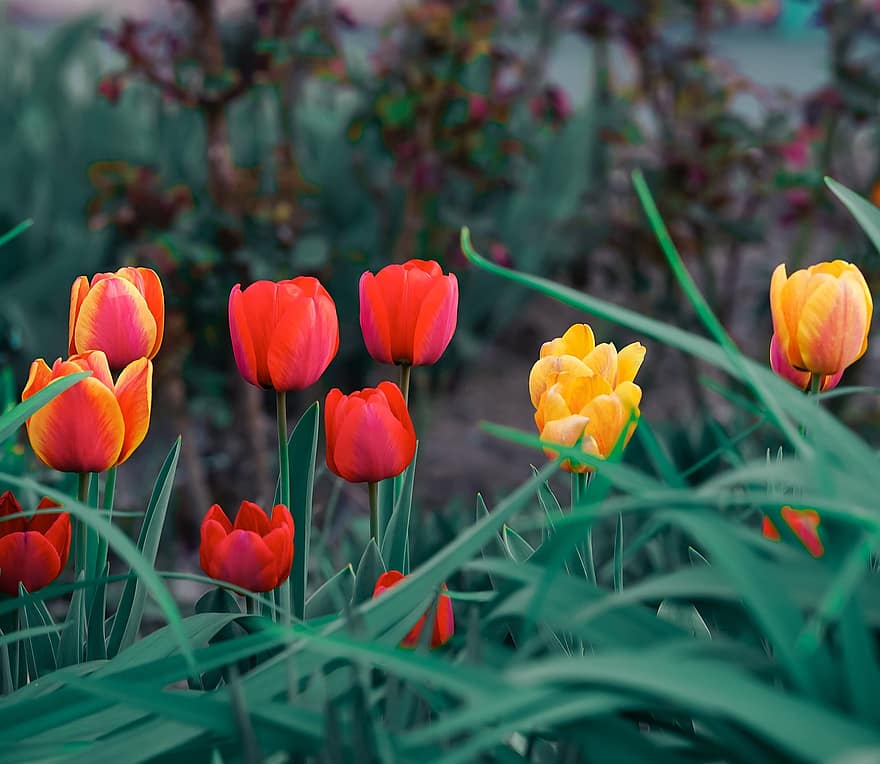 tulipanes, las flores, jardín, pétalos, Pétalos de tulipanes, floración, flor, flora, plantas, tulipán, planta