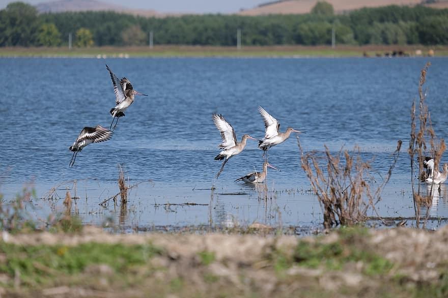 Black Tailed Godwit, Birds, Flock, Lake, Pond, Rocks, Birdwatching, Conservation, Danube Delta, Ecology, Mahmudia