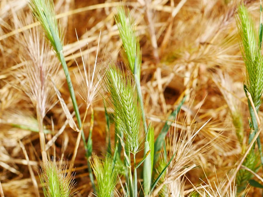 gandum, bidang, alam, pertanian, panen