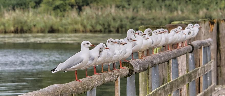 Gull, Bird, Colony, Flock, Group, Seabird, Animal