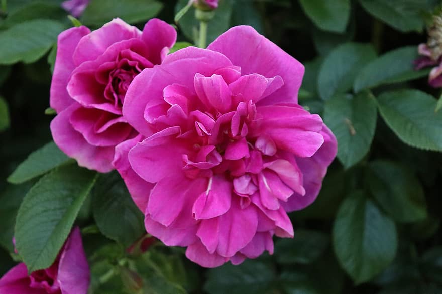 розовый, пурпурный, цветочное растение, природа, Роза