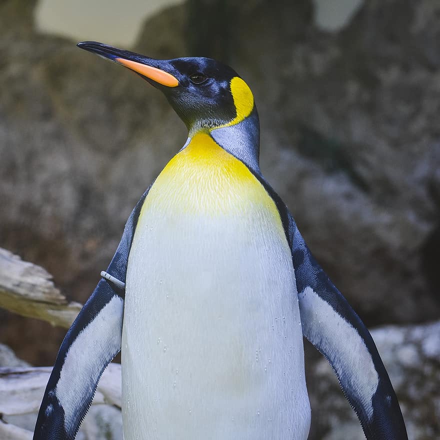 pingüí, rei pingüí, ocell, zoo, bec, animals a la natura, ploma, primer pla, groc, blau, cap d’animals