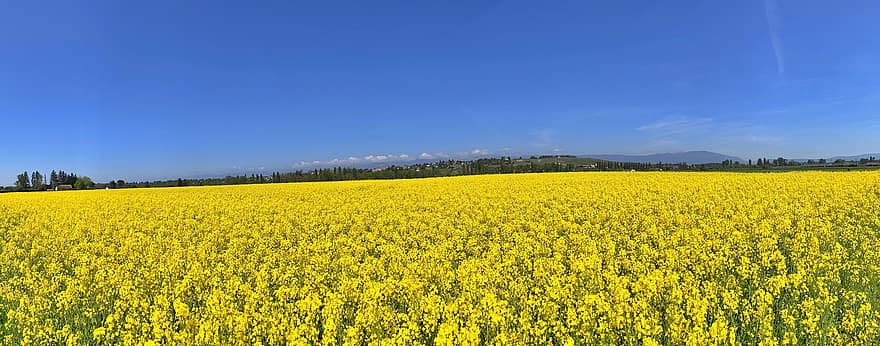 Field, Rapeseed, Yellow Flowers, Flowers, Bloom, Nature, Landscape, Spring, Agriculture, Culture, Panorama