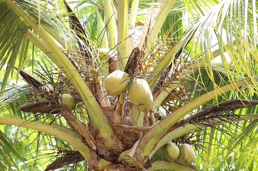 tre, kokosnøtt, palm, tropisk, natur, øy, grønn