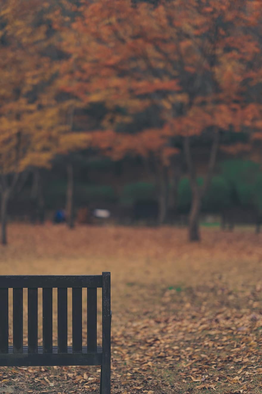 lavice, podzim, Příroda, park, les, listy, odpočinek, stromy, dřevěné lavice