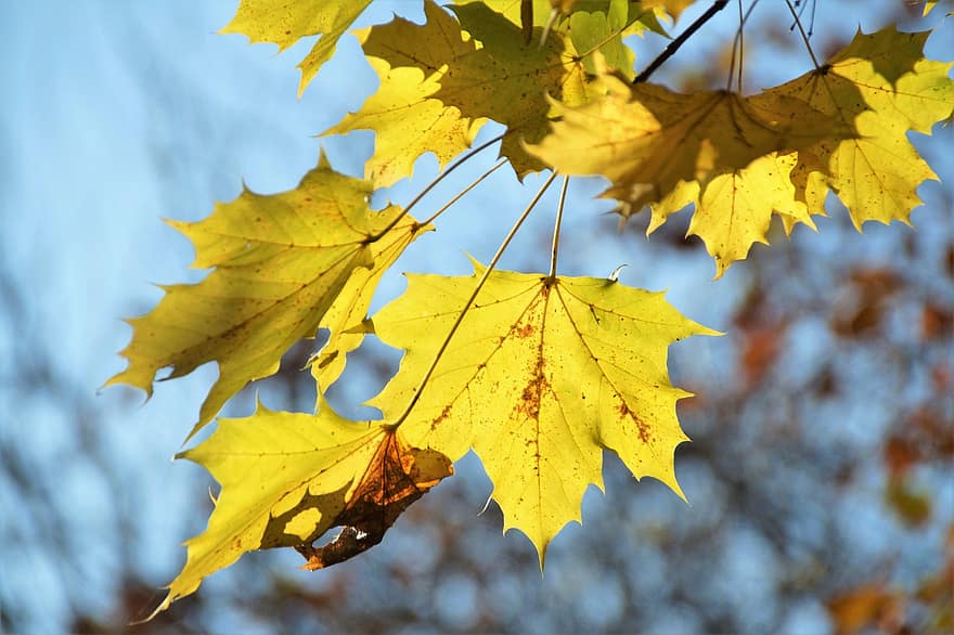 листья, листва, кленовый, ветка, цветной, осень, лист, желтый, время года, дерево, яркий цвет