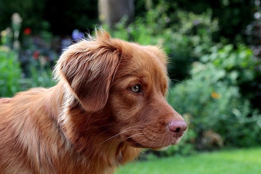 ノバスコシアのアヒルの鳴き声のレトリーバー、トラー、犬、ペット、可愛い、リモートアクセス、肖像画、ヤーマス犬