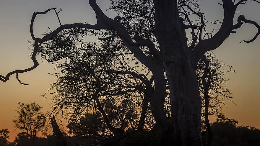 botswana, por do sol, árvore, África, panorama, chobe, natureza, safári, céu, Okavango, Dom