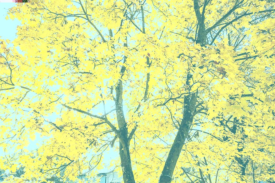 rudenī, koki, lapas, raksturs, mežs, sezonā, kritums, koks, dzeltens, filiāle, oktobris