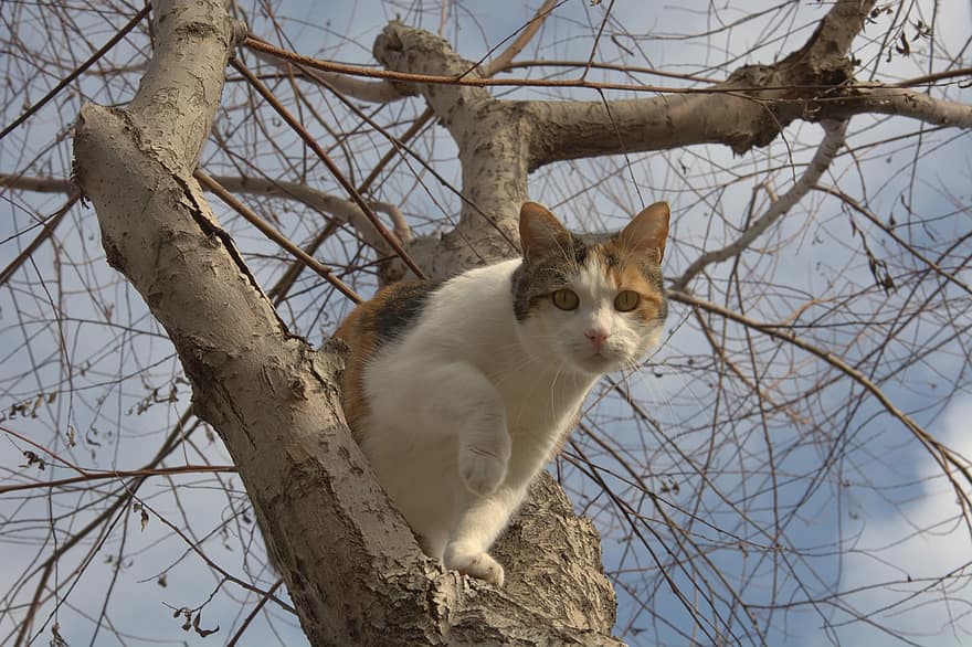 kočka, Kočkovitý, strom, zvíře, domácí kočka, domácí mazlíčci, roztomilý, kotě, srst, domácí zvířata, hledá