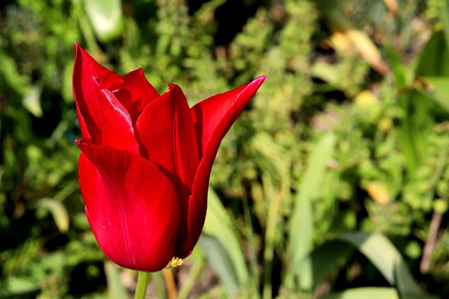 тюльпан, цветок, красный цветок, весна, сад, садоводство, ботанический, завод, крупный план, лист, головка цветка