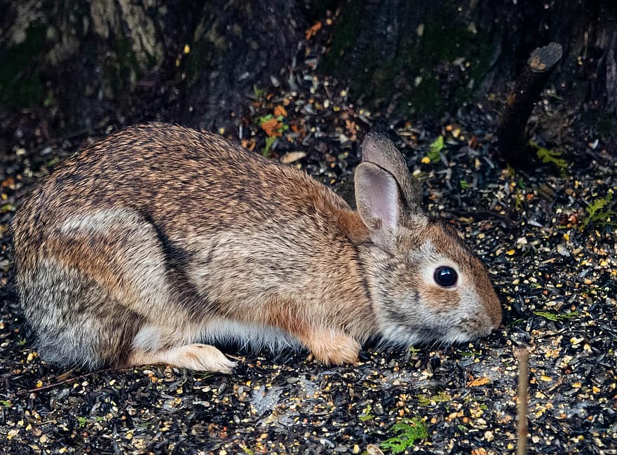 Hare, Rabbit, Herbivore, Mammal, cute, pets, small, rodent, fur, grass, fluffy
