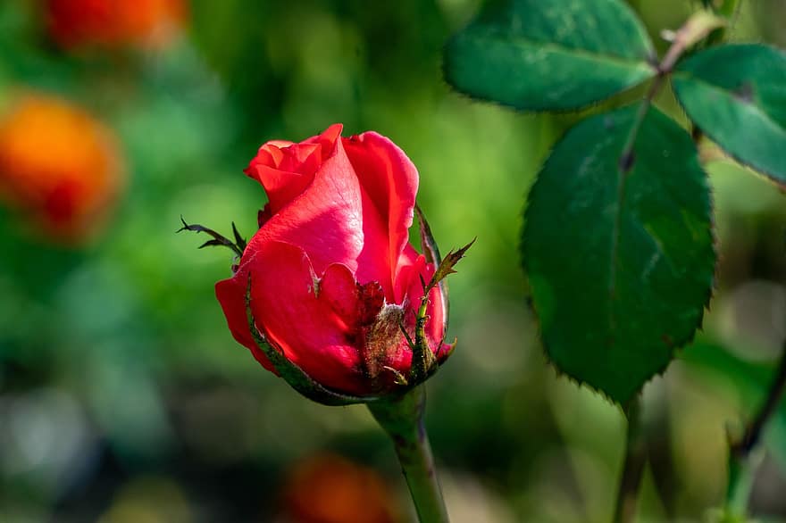 Rosa roja, flor roja, Rosa, flor, capullo de rosa, capullo de la flor, flor que se abre, jardín, naturaleza, floración, de cerca