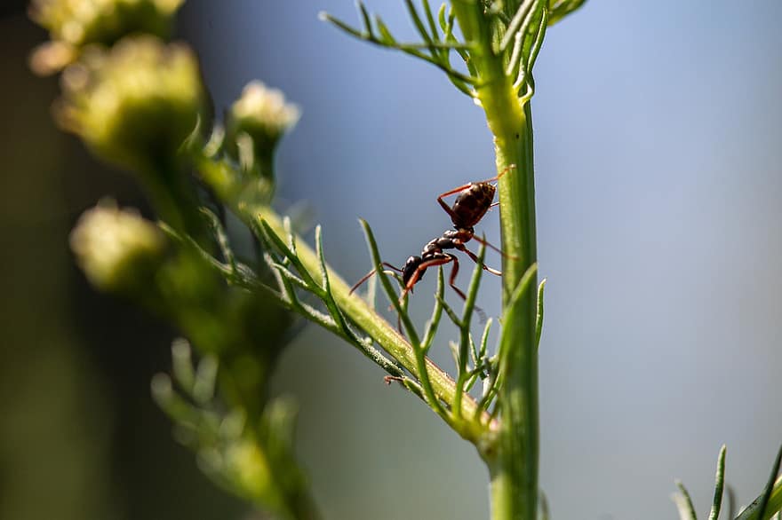 formica, insetto, pianta, estate, avvicinamento, macro, colore verde, foglia, fiore, animali allo stato selvatico, artropodo
