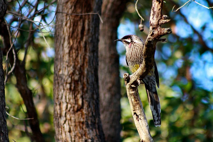 wattlebird vermelho, pássaro, ramo, honeyeater, pássaro australiano, animal, animais selvagens, fauna, natureza, quintal, árvore