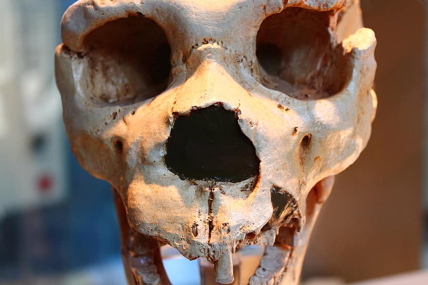 cranio, scheletro, osso, gru, ossatura