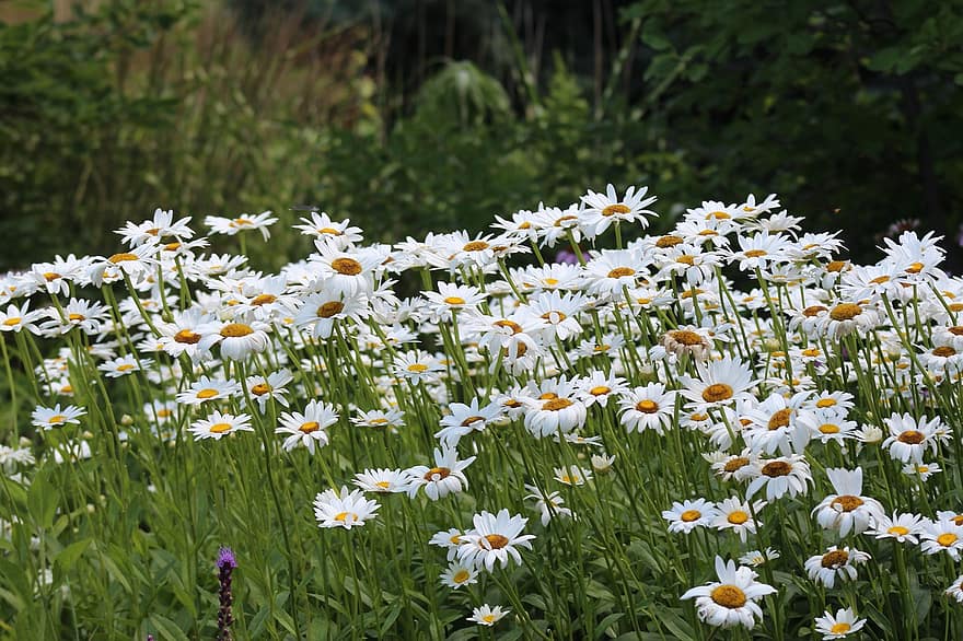デイジー、フラワーズ、白い花、白いヒナギク、花のフィールド、ヒナギクのフィールド、牧草地、白い花びら、咲く、花