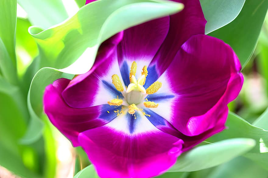 Blume, Tulpe, blühen, Blütenblätter, Frühling, saisonal