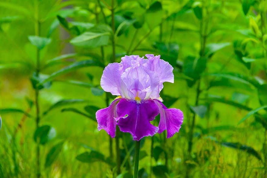 райдужка, квітка ірису, пурпурна квітка, фіолетові пелюстки, цвітіння, флора, листя, квітникарство, садівництво