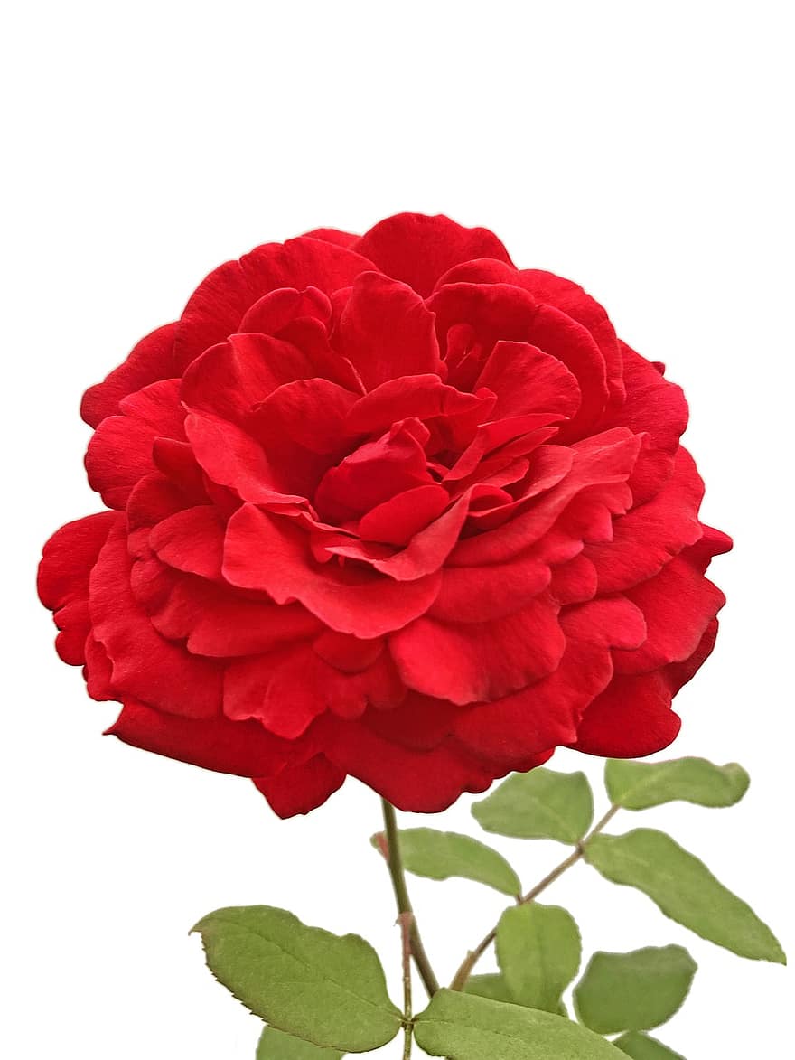 Rose, Blume, rote Rose, Rosenblüte, Blütenblätter, Rosenblätter, blühen, Flora, Natur, Blütenblatt, Nahansicht