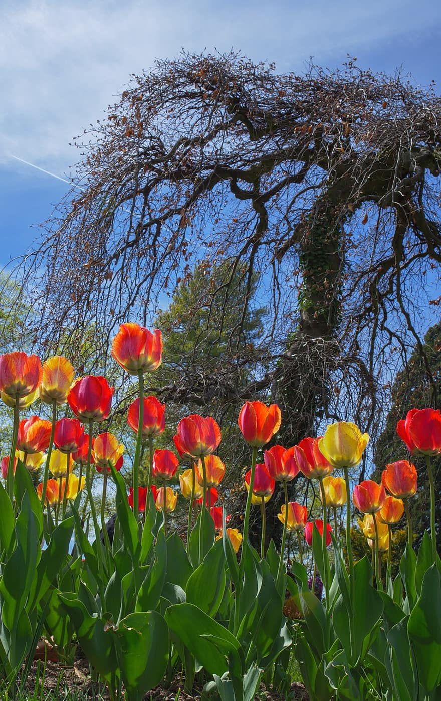 blomster, tulipaner, parkere, vår, sesong, blomst, blomstre, natur, utendørs, felt, tulipan