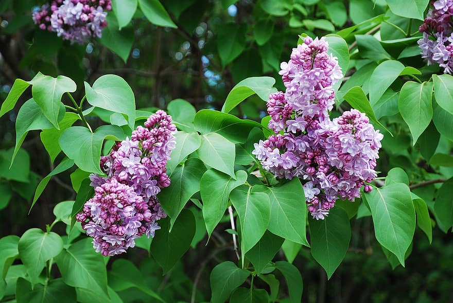Lilac, Flower, Purple, Syringa, Flowering, Blooming, Leaves, Green, Spring, Beautiful, Plant