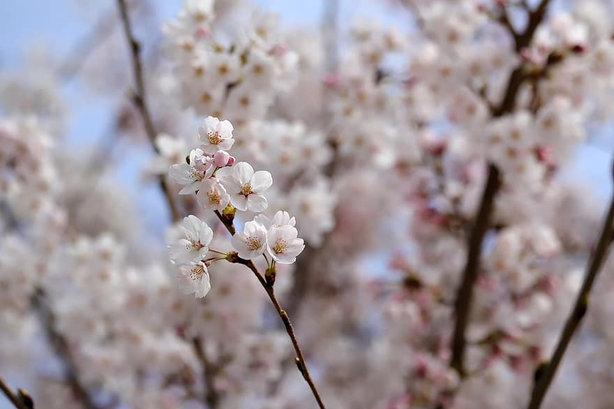 Flores de cerezo, sakura, Flores rosadas, las flores, naturaleza, de cerca, primavera, flor, rama, planta, temporada