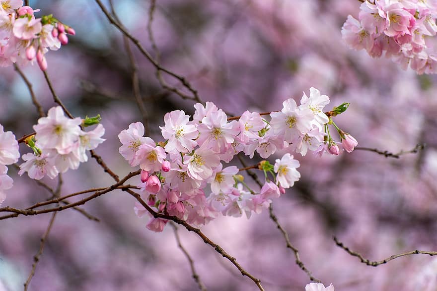 bunga sakura, bunga-bunga, pohon, bunga-bunga merah muda, kelopak, ranting, mekar, berkembang, musim semi, alam, bunga
