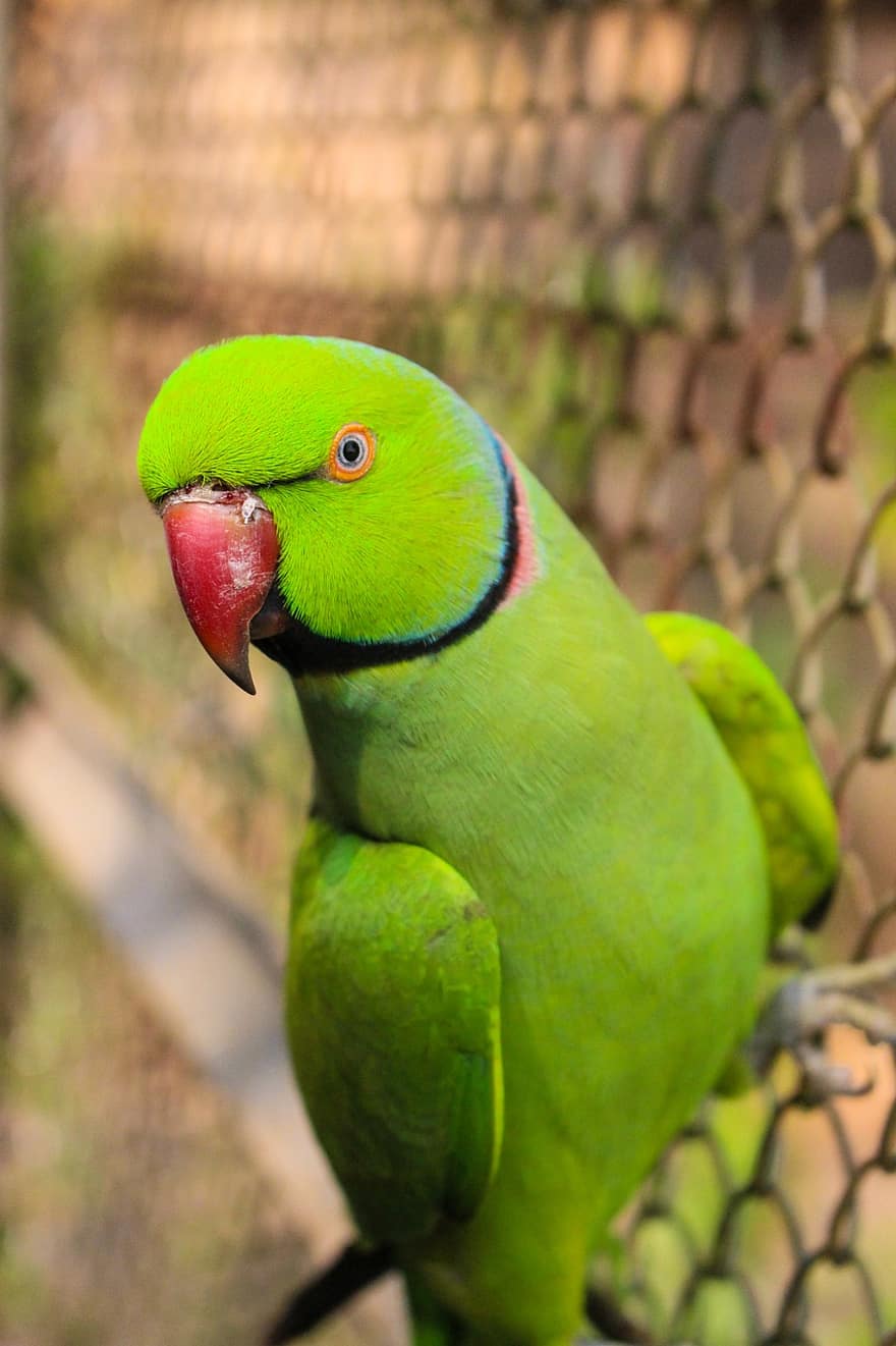 papagaio, pássaro, animal, pena, colorida, plumagem, exótico, natureza, selva, verde