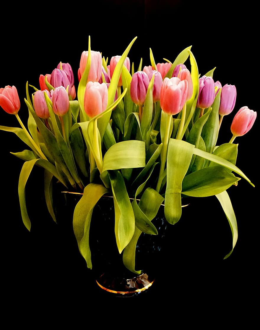 tulipes, fleurs, printemps, flore, tulipe, fleur, plante, tête de fleur, pétale, couleur verte, feuille