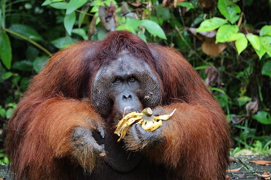 hayvan, orangutan, başpiskopos, maymun, memeli, Türler, fauna, tropikal yağmur ormanı, nesli tükenmekte olan türler, vahşi hayvanlar, orman