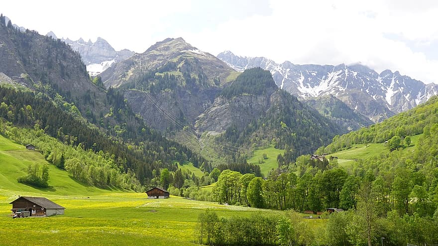 montagne, praterie, giallo, Glarus, montagna, prato, erba, paesaggio, estate, scena rurale, colore verde