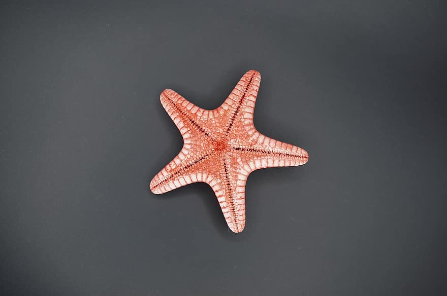 étoile de mer, Marin, espèce, mer, fermer, objet unique, arrière-plans, été, crustacé, échinoderme, coquillage
