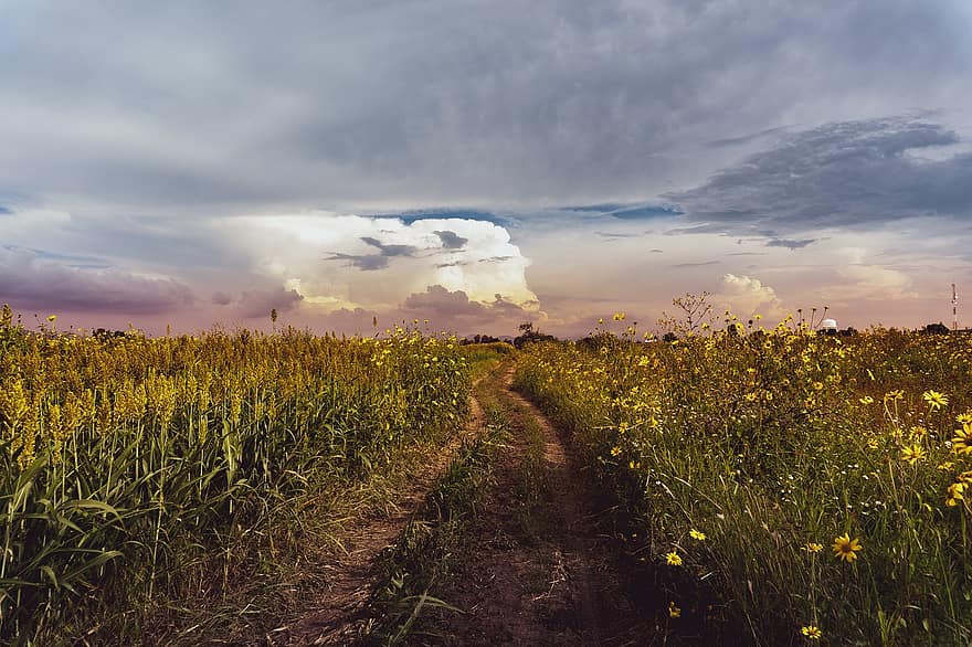 Nature, Field, Flowers, Sunset, Path, Rural, Countryside