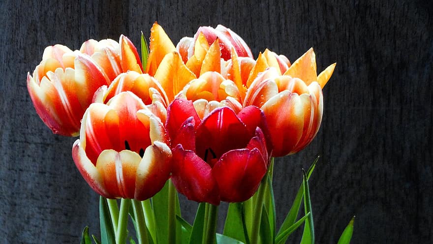 tulipas, ramalhete, orvalho, flores, gotas de orvalho, molhado, grupo, pétalas, Primavera, flor, Flor