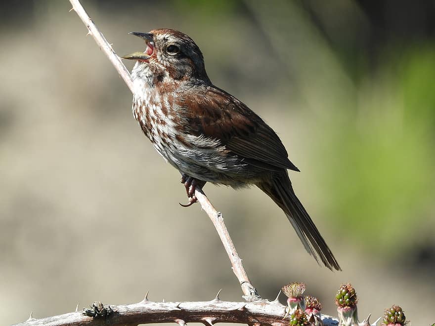 sång sparrow, fågel, natur, djur-