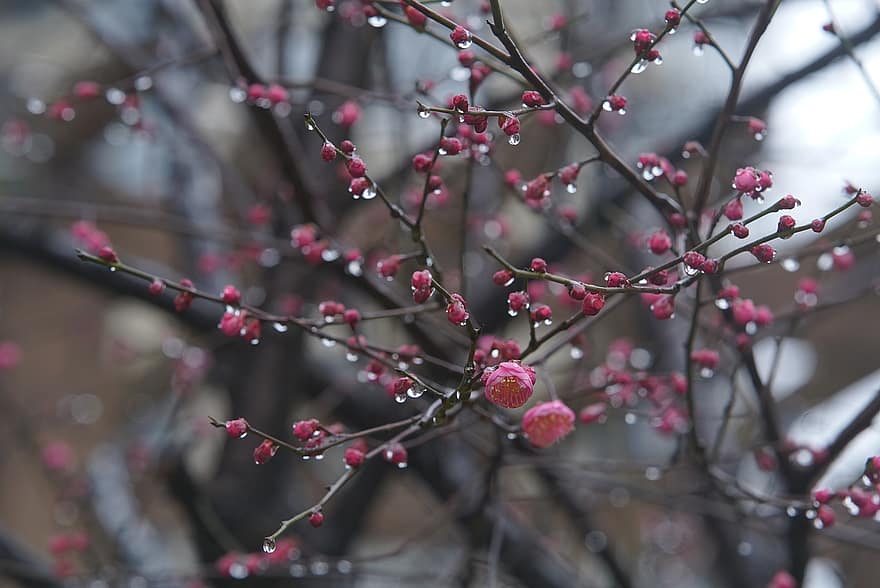 Dewdrops, Flower Buds, Pink Flowers, Trees, Nature, branch, close-up, tree, leaf, season, plant