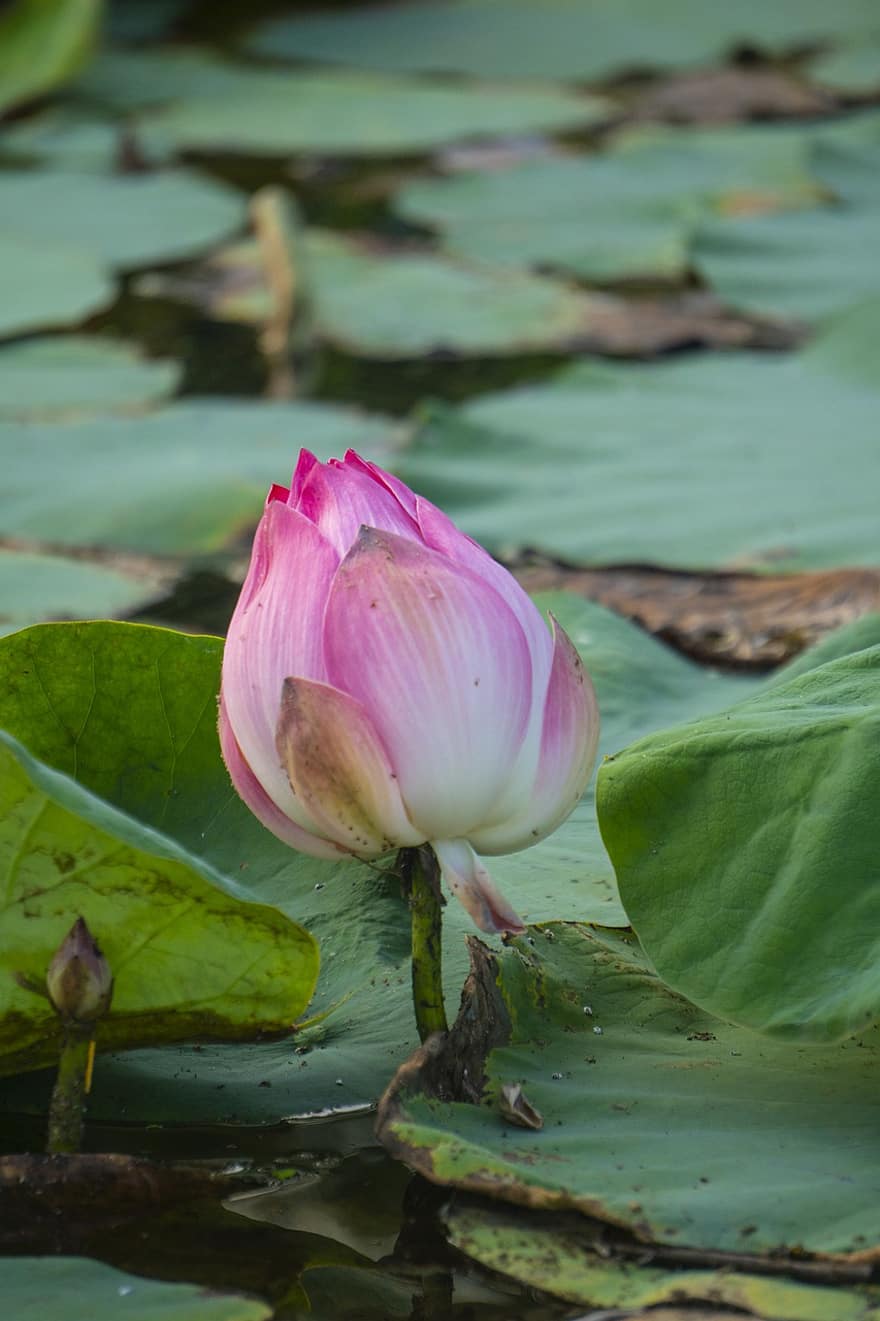 Lotus, Flower, Plant, Bud, Leaves, Petals, Water Lily, Bloom, Aquatic Plant, Flora, Pond