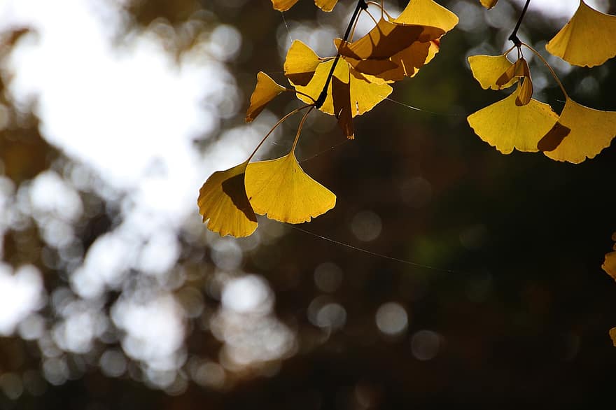листья гинкго, листья, ветка, дерево, гинкго билоба, падать, осень, желтые листья, природа, крупный план, лист