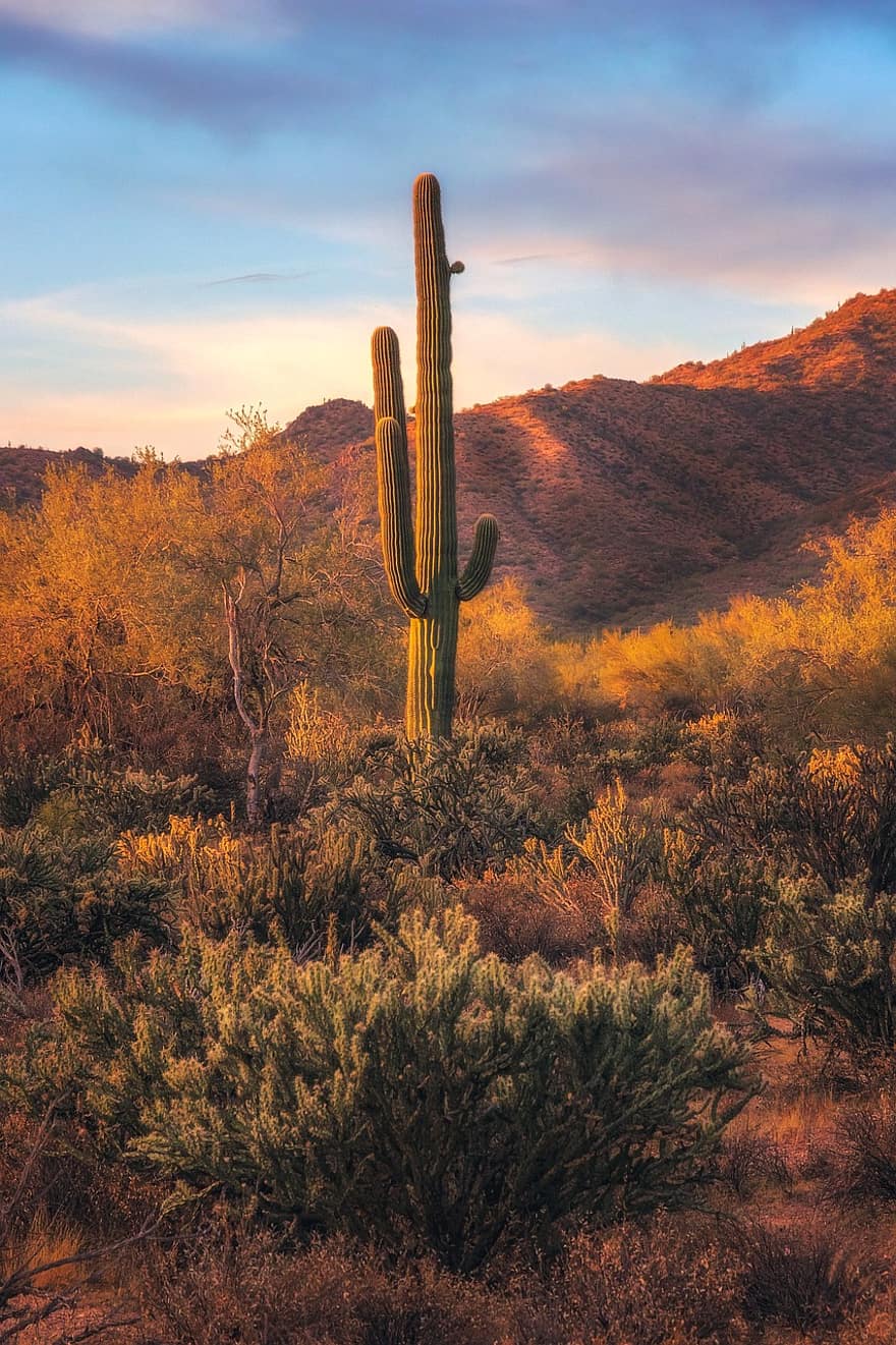 kaktus, poušť, kopec