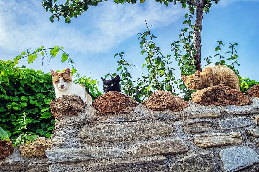 kissat, lemmikit, katse, seinä, kivi, taivas