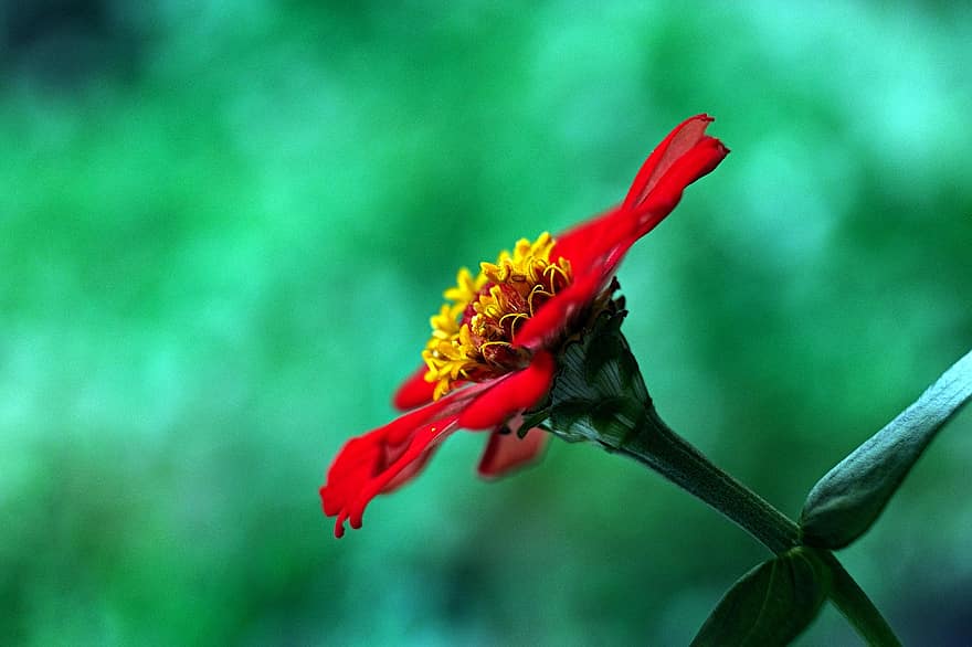 zinnia, flor roja, flor, flora, naturaleza, de cerca, planta, verano, pétalo, color verde, cabeza de flor