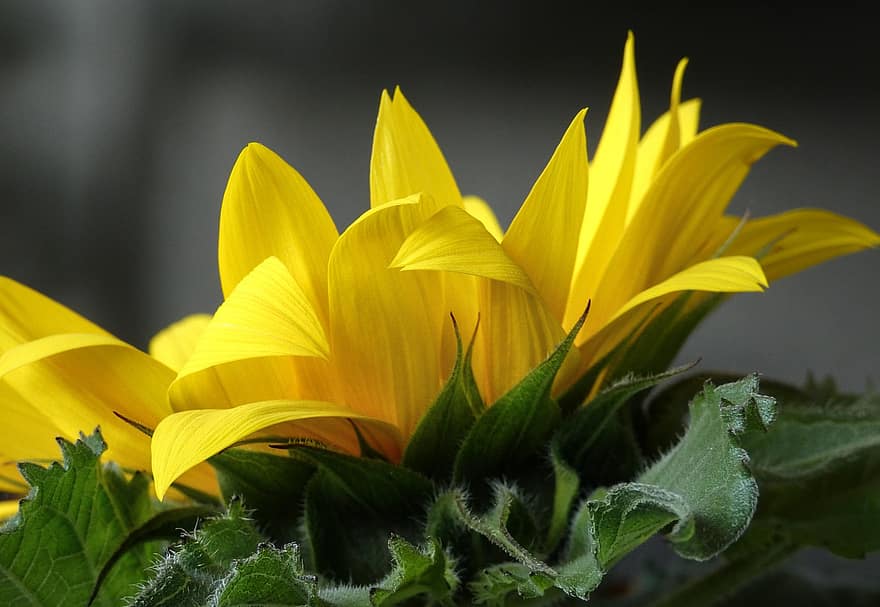 топінамбур, жовтий, дикі соняшники, квіти, цвітіння
