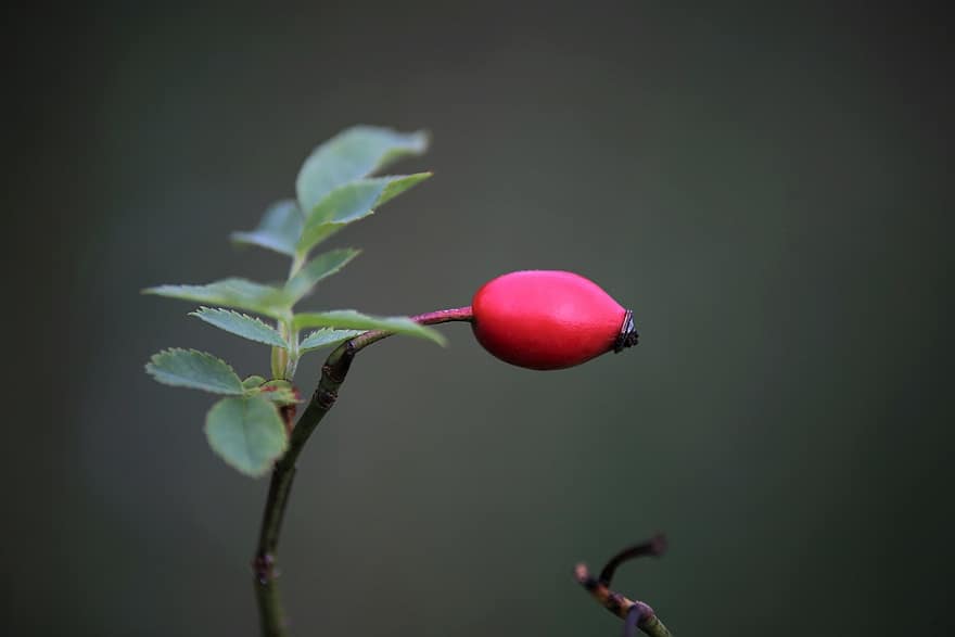 τριαντάφυλλο, καρπός, φυτό, rose hep, κόκκινο μούρο, κλαδί, θάμνος, φύση
