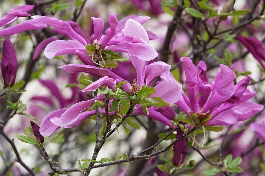 magnolia, bunga-bunga, bunga-bunga merah muda, belukar, musim semi, merapatkan, menanam, daun, bunga, kepala bunga, daun bunga